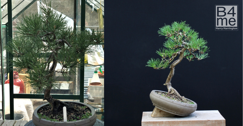 scots pine bonsai 